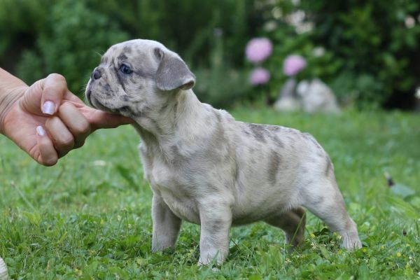 Bulldog francese bulldogfrancese-64971c3412e06.jpg