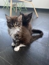 Cuccioli di maine coon cercano casa! Cucciolidimainecooncercanocasa-62a0b6848c3aa.jpg