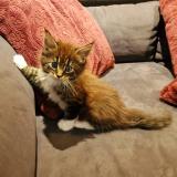 Cuccioli di maine coon cercano casa! Cucciolidimainecooncercanocasa-62a0b6cf017fe.jpg