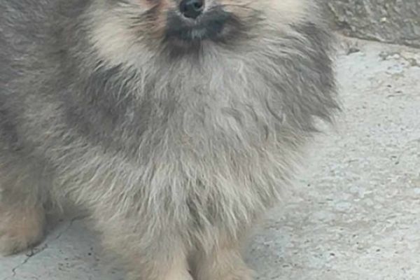 Spitz di Pomerania cuccioli spitzdipomeraniacuccioli1.jpg