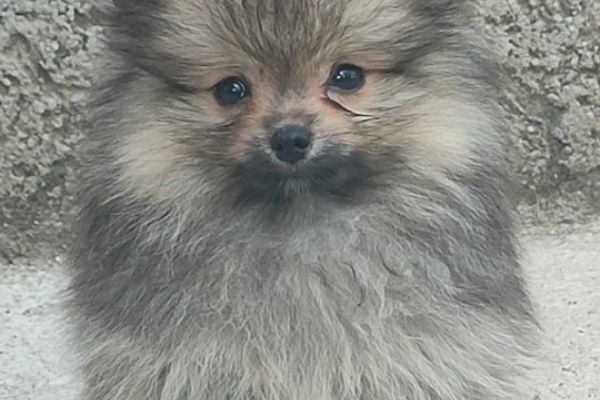 Spitz di Pomerania cuccioli spitzdipomeraniacuccioli12.jpg