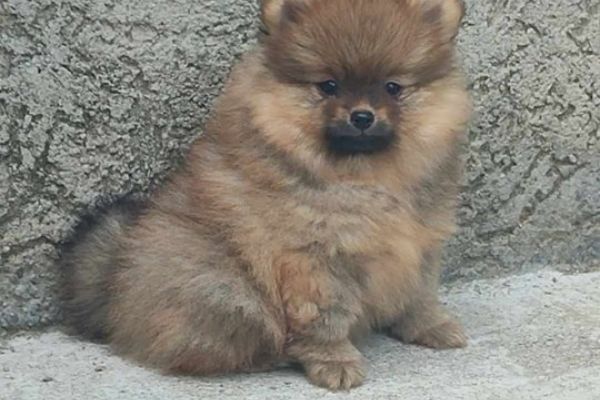 Spitz di Pomerania cuccioli spitzdipomeraniacuccioli12345.jpg