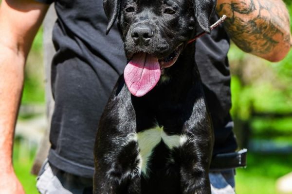 Cane Corso cucciolo femmina canecorsocucciolofemmina.jpg