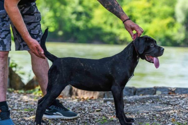 Cane Corso cucciolo femmina canecorsocucciolofemmina1.jpg