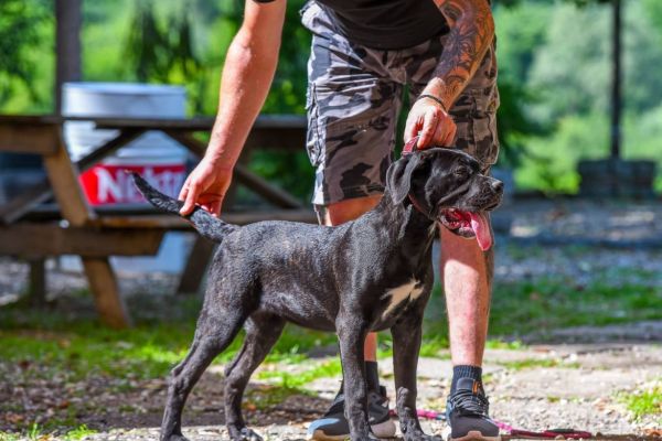 Cane Corso cucciolo femmina canecorsocucciolofemmina12.jpg