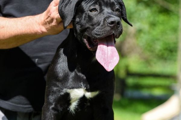 Cane Corso cucciolo femmina canecorsocucciolofemmina123.jpg
