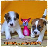 Jack Russell (russel) Cuccioli - Allevamento/Pedigree JackRussellrusselCuccioliAllevamentoPedigree.jpg