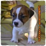 Jack Russell (russel) Cuccioli - Allevamento/Pedigree JackRussellrusselCuccioliAllevamentoPedigree1.jpg