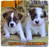 Jack Russell (russel) Cuccioli - Allevamento/Pedigree JackRussellrusselCuccioliAllevamentoPedigree12.jpg