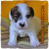 Jack Russell (russel) Cuccioli - Allevamento/Pedigree JackRussellrusselCuccioliAllevamentoPedigree123.jpg