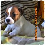 Jack Russell (russel) Cuccioli - Allevamento/Pedigree JackRussellrusselCuccioliAllevamentoPedigree1234.jpg