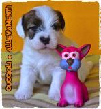 Jack Russell (russel) Cuccioli - Allevamento/Pedigree JackRussellrusselCuccioliAllevamentoPedigree12345.jpg