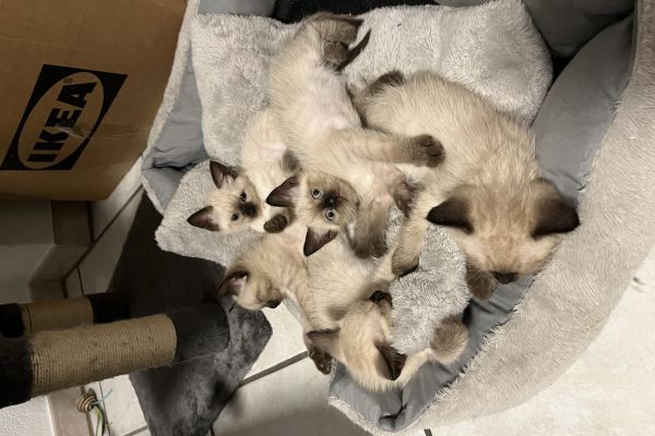 Siamese thai siamesethai12.jpeg
