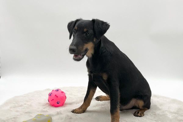 due maschietti jagd terrier duemaschiettijagdterrier.jpeg