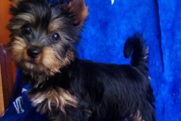 silky terrier silkyterrier-686d3ac4ead8b.jpg