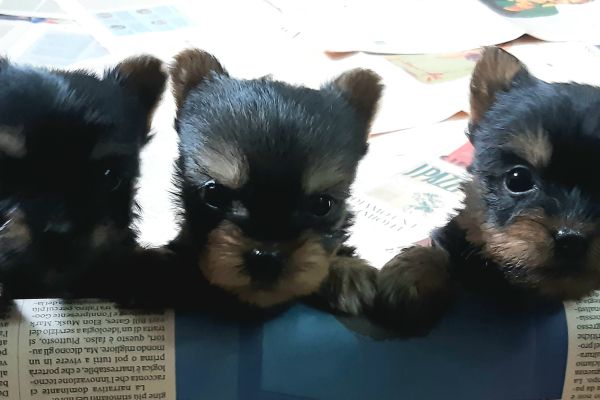 silky terrier silkyterrier-686d3ae3d2d2e.jpg