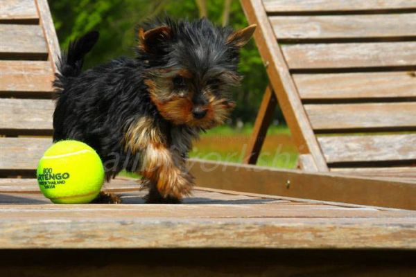 silky terrier silkyterrier-686d3b1572ff7.jpg