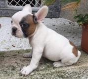 bouledogue francese bianco arancio bouledoguefrancesebiancoarancio.jpg