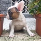 bouledogue francese bianco arancio bouledoguefrancesebiancoarancio1.jpg