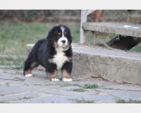 BOVARO DEL BERNESE CUCCIOLI CON PEDIGREE BOVARODELBERNESECUCCIOLICONPEDIGREE.jpg