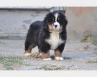 BOVARO DEL BERNESE CUCCIOLI CON PEDIGREE BOVARODELBERNESECUCCIOLICONPEDIGREE1.jpg