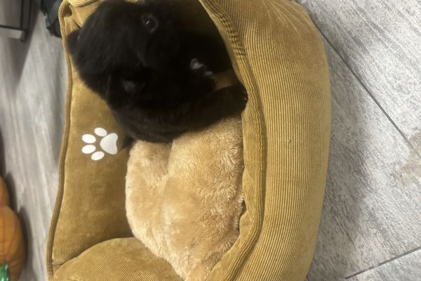 Chihuahua pelo lungo chihuahuapelolungo1.jpeg