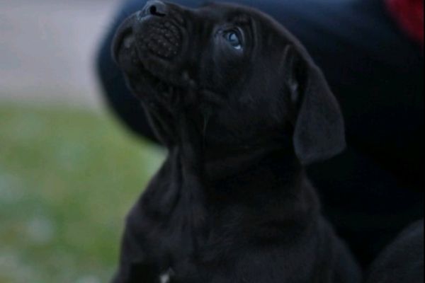 Cane Corso cuccioli canecorsocuccioli.jpg