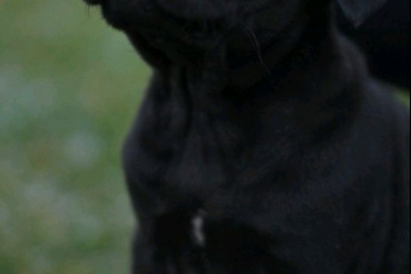 Cane Corso cuccioli canecorsocuccioli1.jpg