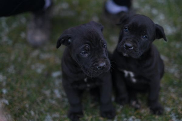 Cane Corso cuccioli canecorsocuccioli12.jpg