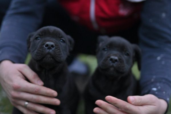 Cane Corso cuccioli canecorsocuccioli123.jpg