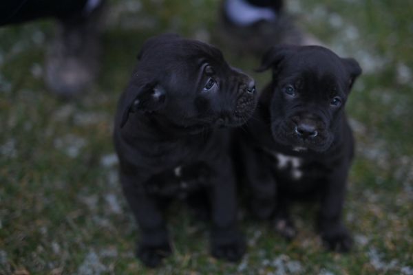 Cane Corso cuccioli canecorsocuccioli1234.jpg