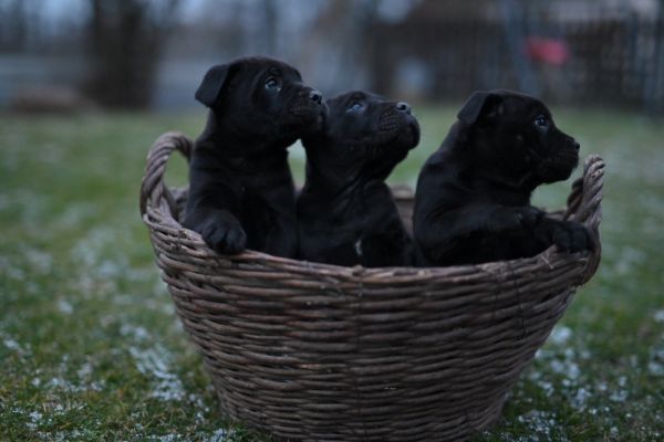 Cane Corso cuccioli canecorsocuccioli12345.jpg