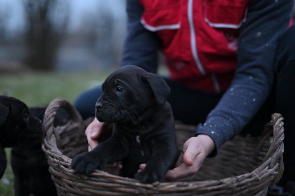 Cane Corso cuccioli canecorsocuccioli123456.jpg