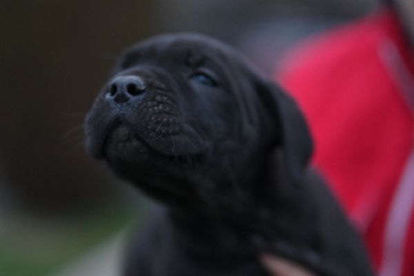 Cane Corso cuccioli canecorsocuccioli1234567.jpg