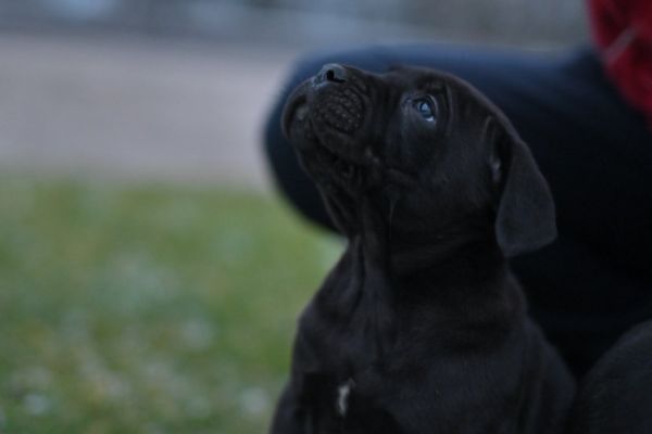 Cane Corso cuccioli canecorsocuccioli12345678.jpg