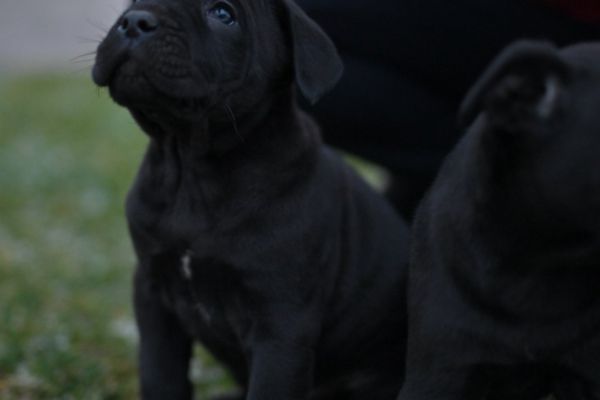 Cane Corso cuccioli canecorsocuccioli123456789.jpg