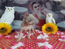 Chihuahua femmina blu focato pelo Raso ChihuahuafemminablufocatopeloRaso1.jpg