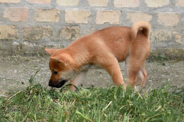 Shiba Inu cuccioli shibainucuccioli.jpg