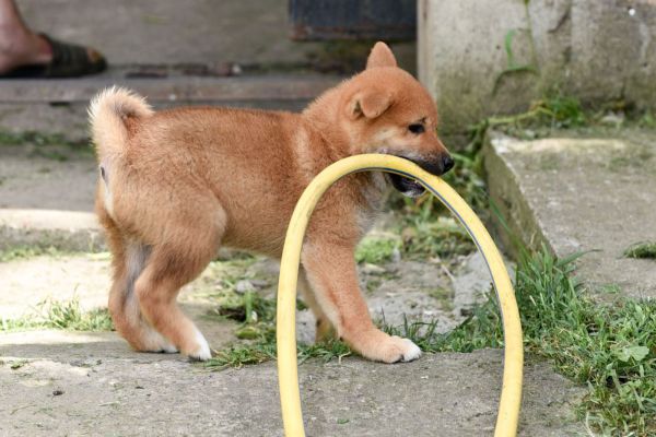 Shiba Inu cuccioli shibainucuccioli12.jpg