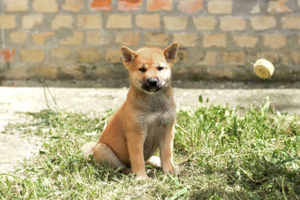 Shiba Inu cuccioli shibainucuccioli12345.jpg