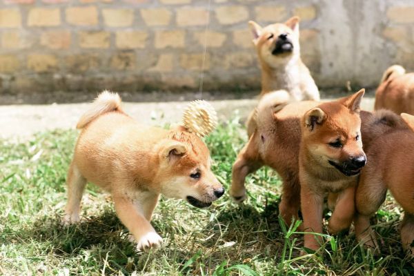 Shiba Inu cuccioli shibainucuccioli123456789.jpg