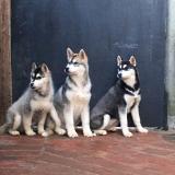 siberian husky cuccioli siberianhuskycuccioli-5e1f934aab162.jpg