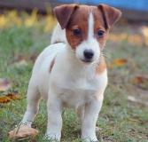 Adorabili cuccioli di Jack russell AdorabilicucciolidiJackrussell1.jpg