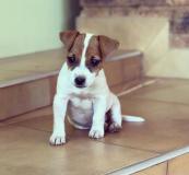 Adorabili cuccioli di Jack russell AdorabilicucciolidiJackrussell12.jpg