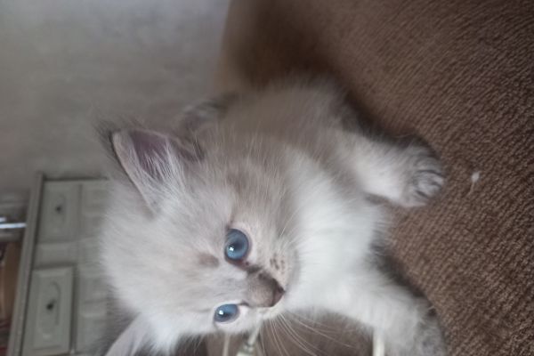 Cuccioli siberiani neva cucciolisiberianineva.jpg