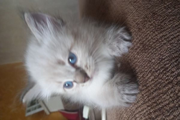 Cuccioli siberiani neva cucciolisiberianineva1.jpg