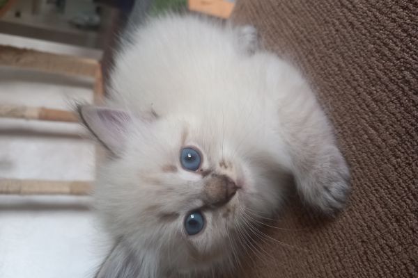 Cuccioli siberiani neva cucciolisiberianineva12.jpg