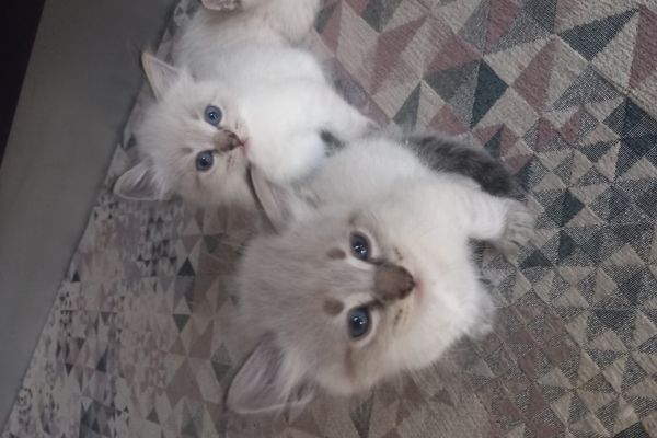 Cuccioli siberiani neva cucciolisiberianineva1234.jpg