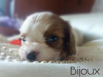 Cavalier King Charles Spaniel con pedigree CavalierKingCharlesSpanielconpedigree.png