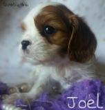 Cavalier King Charles Spaniel con pedigree CavalierKingCharlesSpanielconpedigree12.jpg